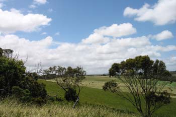 Paisaje con alpacas, Australia