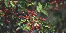 Cornicabra ó terebinto (Pistacia terebinthus)