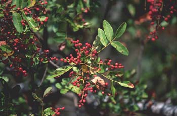 Cornicabra ó terebinto (Pistacia terebinthus)
