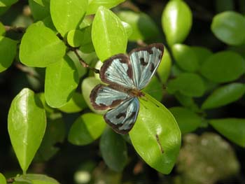 Dynamine mylitta, Argentina