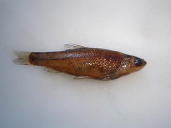 Ciprínido (Chondrostoma sp.)