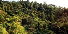 Bosque tropical, Nueva Zelanda