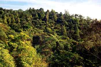 Bosque tropical, Nueva Zelanda