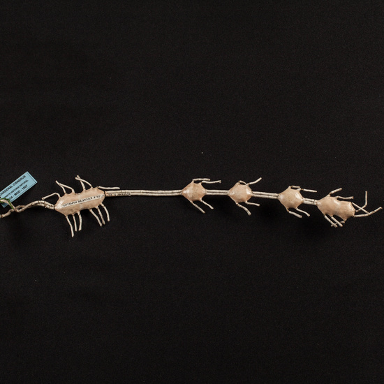 IES_CARDENALCISNEROS_ZOOLOGIA_II_MODELOS_024