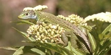 Lagarto verde (Lacerta bilineata)