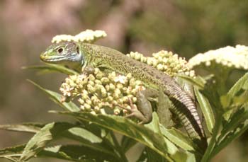 Lagarto verde (Lacerta bilineata)