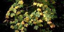 Arce campestre - Hoja (Acer campestris)
