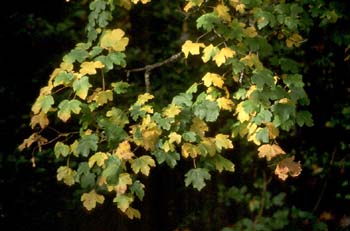 Arce campestre - Hoja (Acer campestris)