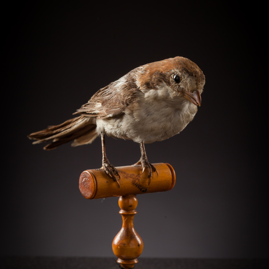 IES_CERVANTES_BIOLOGIA_060