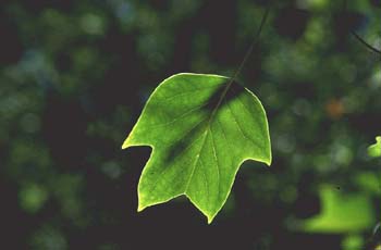 árbol de los tulipanes (Liriodendron tulipifera)