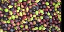 EXTRACCIÓN DE ACEITE DE OLIVA
