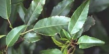 Loro - Hoja (Prunus lusitanica)