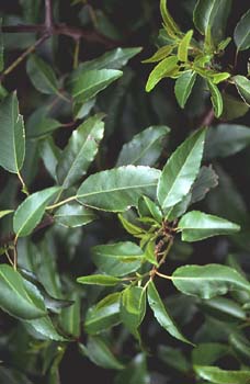 Loro - Hoja (Prunus lusitanica)