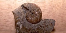 Scaphites sp. (Nautilus) Cretácico