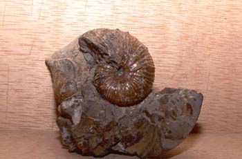 Scaphites sp. (Nautilus) Cretácico