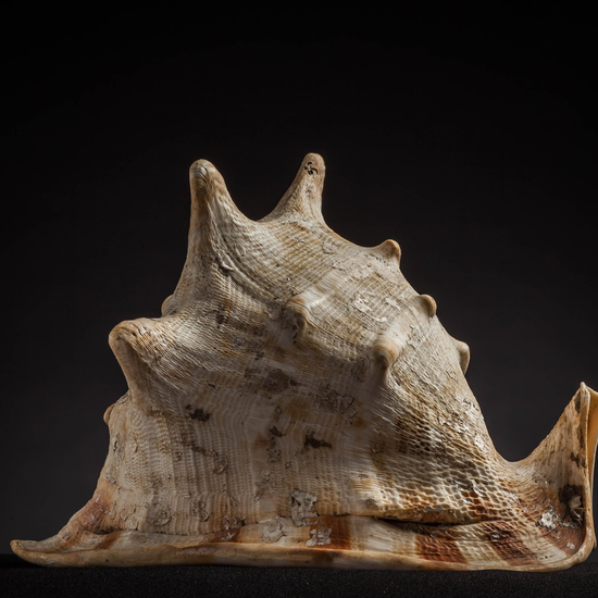 IES_CARDENALCISNEROS_CONCHAS_039