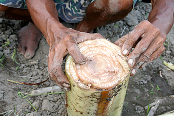 Tabaco, Jogyakarta, Indonesia