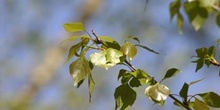 álamo negro - Hojas (Populus nigra)