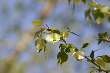 álamo negro - Hojas (Populus nigra)