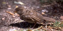 Gorrión comun (Passer domesticus)