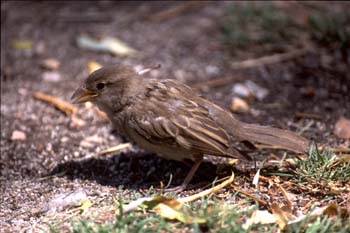 Gorrión comun (Passer domesticus)