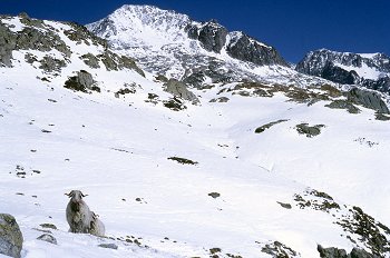 Cabra montesa en Respomuso