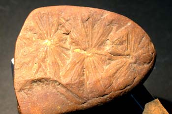 Annularia stellata (Equiseto-Cola Caballo) Carbonífero