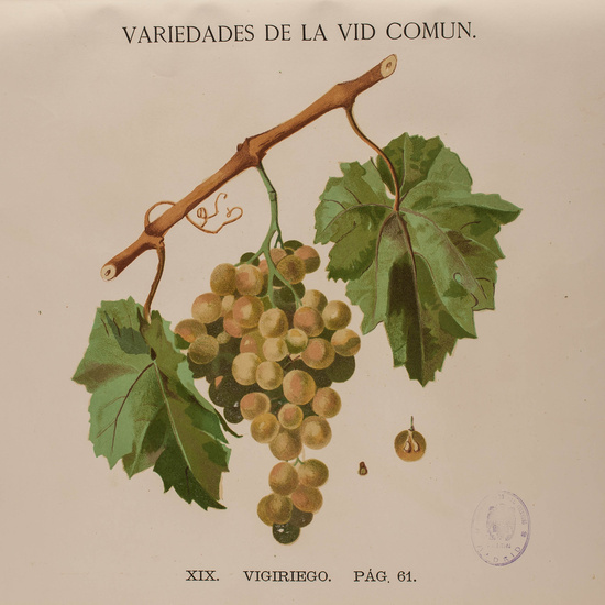 IES_CARDENALCISNEROS_BOTÁNICA_II_LÁMINAS_083