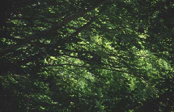 Haya - Hoja (Fagus silvatica)