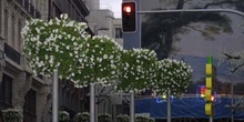 Almendros en flor en la Boda Real