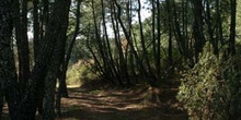 Pino resinero - Bosque (Pinus pinaster)