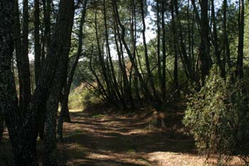 Pino resinero - Bosque (Pinus pinaster)