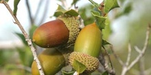 Coscoja / carrasca - Bellota (Quercus coccifera)