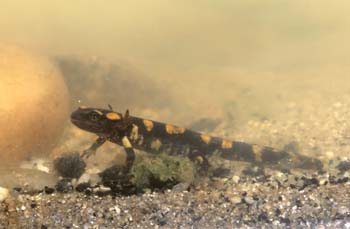 Salamandra - Larva (Salamandra salamandra)