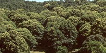 Castaño - Bosque (Castanea sativa)