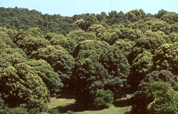 Castaño - Bosque (Castanea sativa)