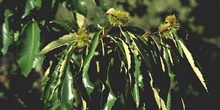 Castaño - Hojas (Castanea sativa)