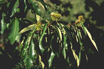 Castaño - Hojas (Castanea sativa)