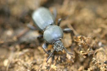 Tenebriónido (Scaurus sp.)