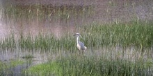 Garceta (Egretta garzetta)