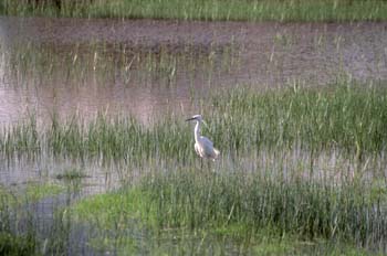 Garceta (Egretta garzetta)