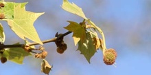 Plátano - Flor masc. (Platanus orientalis)