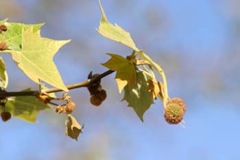 Plátano - Flor masc. (Platanus orientalis)