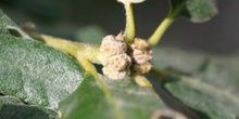 Rebollo / melojo - Bellota (Quercus pyrenaica)