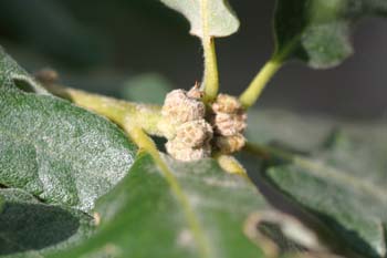 Rebollo / melojo - Bellota (Quercus pyrenaica)