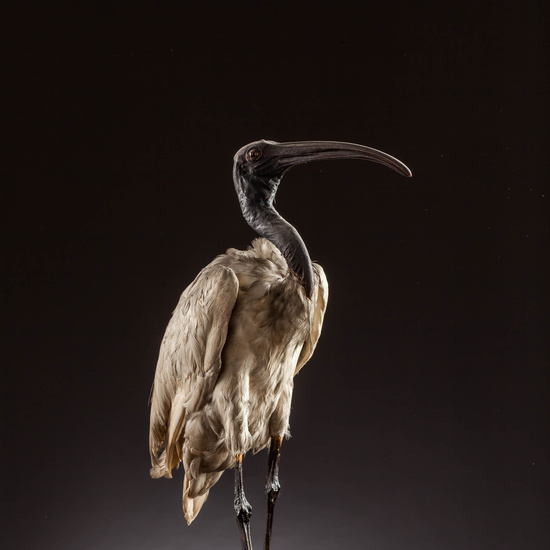 IES_SANISIDRO_MUSEO_Aves_002