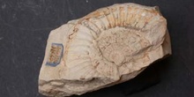 Canavaria elisa (Ammonites) Jurásico