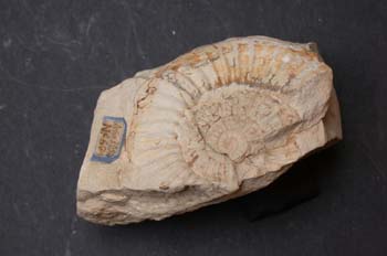 Canavaria elisa (Ammonites) Jurásico