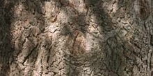 Falso abeto rojo - Tronco (Picea abies)