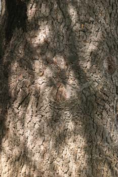 Falso abeto rojo - Tronco (Picea abies)